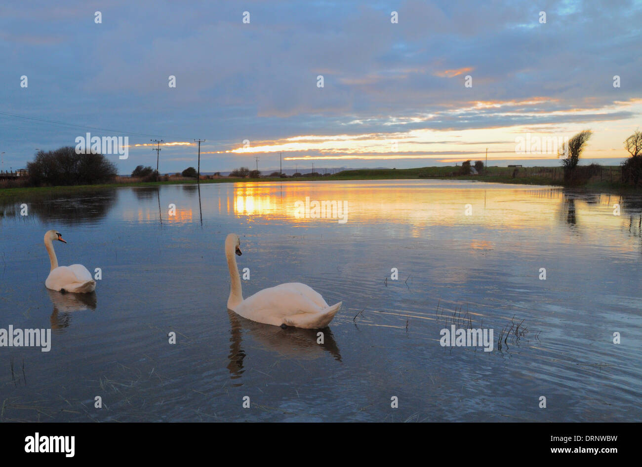 East Sussex, UK. 30. Januar 2014. Überfluteten Gebiet in der Nähe von Normannen Bay Station, Pevensey Bay. Schwäne ist der ruhige Szene hinzufügen.  Bildnachweis: David Burr/Alamy Live-Nachrichten Stockfoto