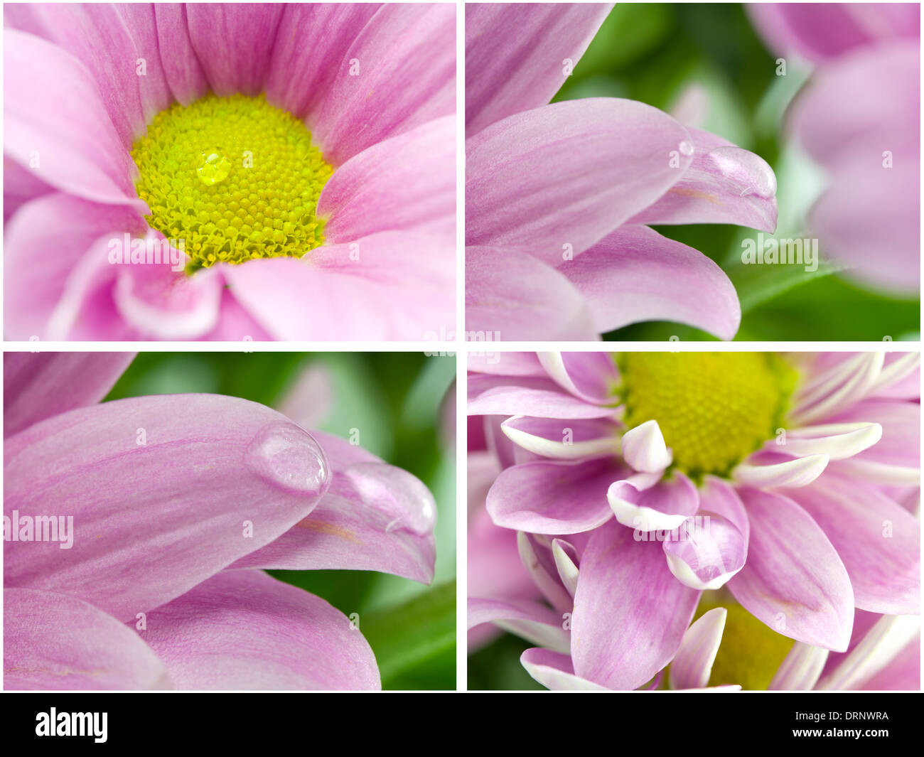 Kollektion. Die Nahaufnahme Chrysanthemen Stockfoto