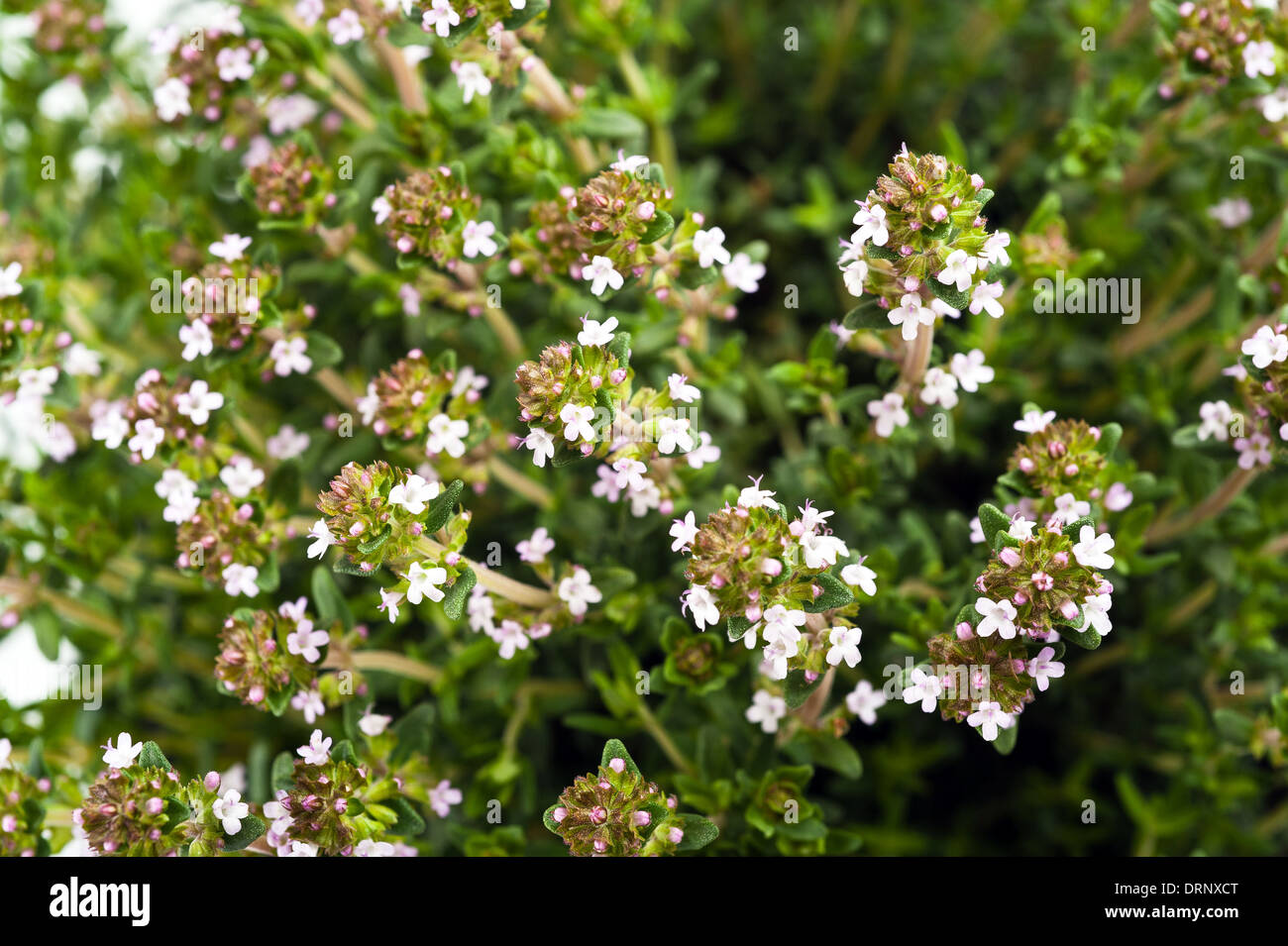Thymian, aromatisches Kraut in voller Blüte Stockfoto