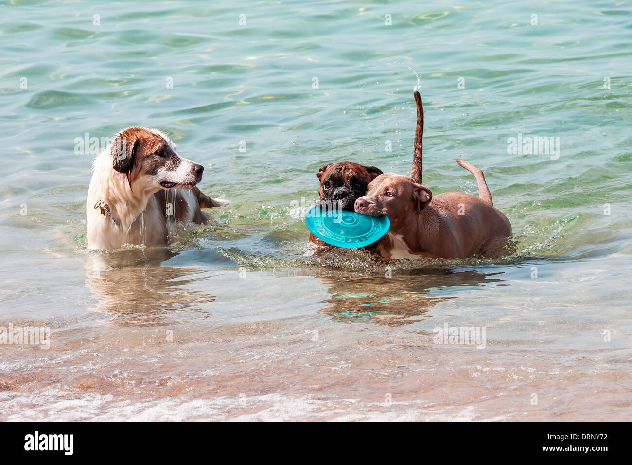 ein Schwimmbad Hunde mit Platte Stockfoto