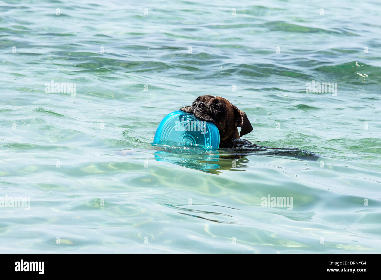 ein Schwimmen Hund mit Platte Stockfoto