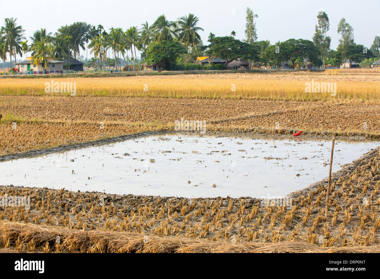 Ein Reisfeld in Sunderbans, Ganges, Delta, Indien, ist der Bereich sehr tief liegende und anfällig für Meeresspiegelanstieg. Stockfoto