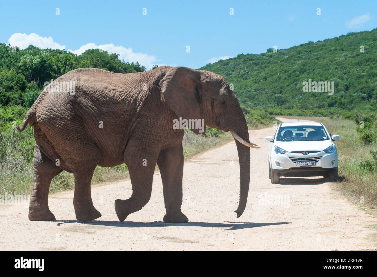 Elefant (Loxodonta Africana) beim Überqueren der Straße vor ein Auto, Addo Elephant National Park, Eastern Cape, Südafrika Stockfoto