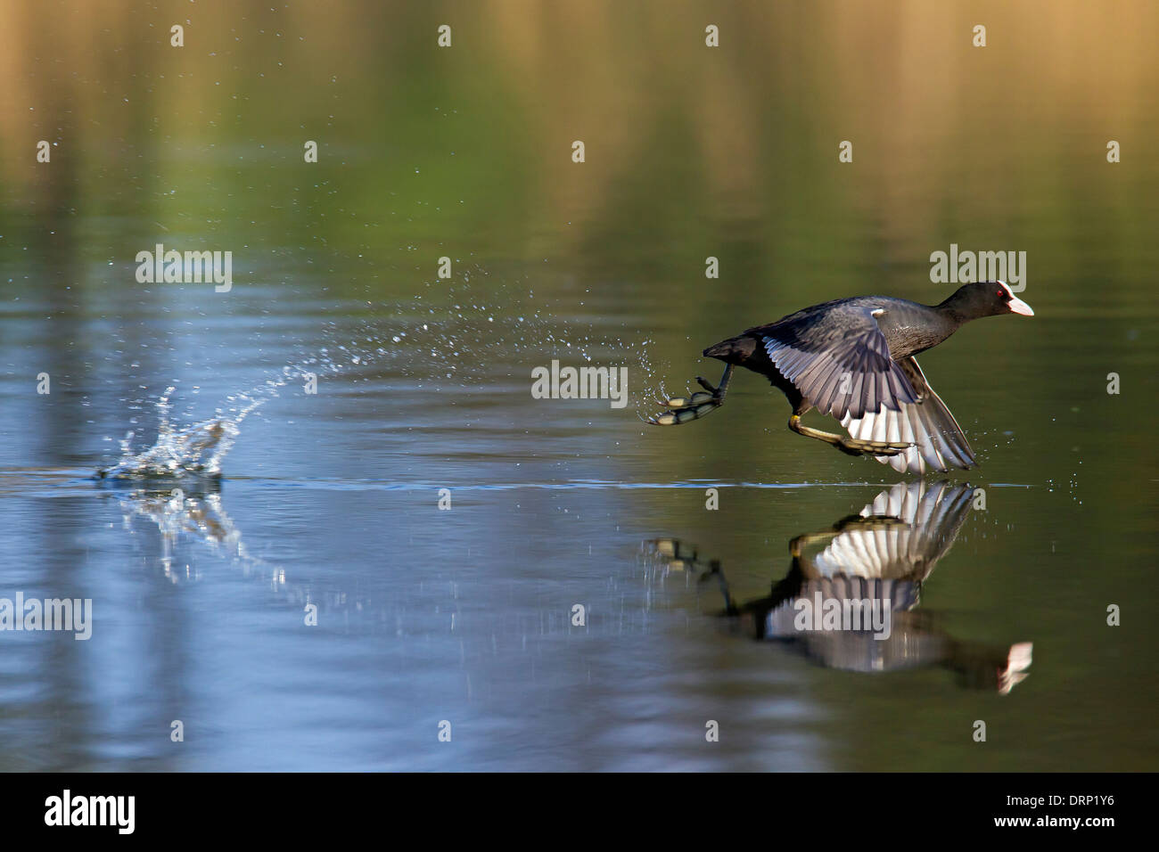 Eurasische Blässhuhn (Fulica Atra) vom Wasser des Sees Stockfoto