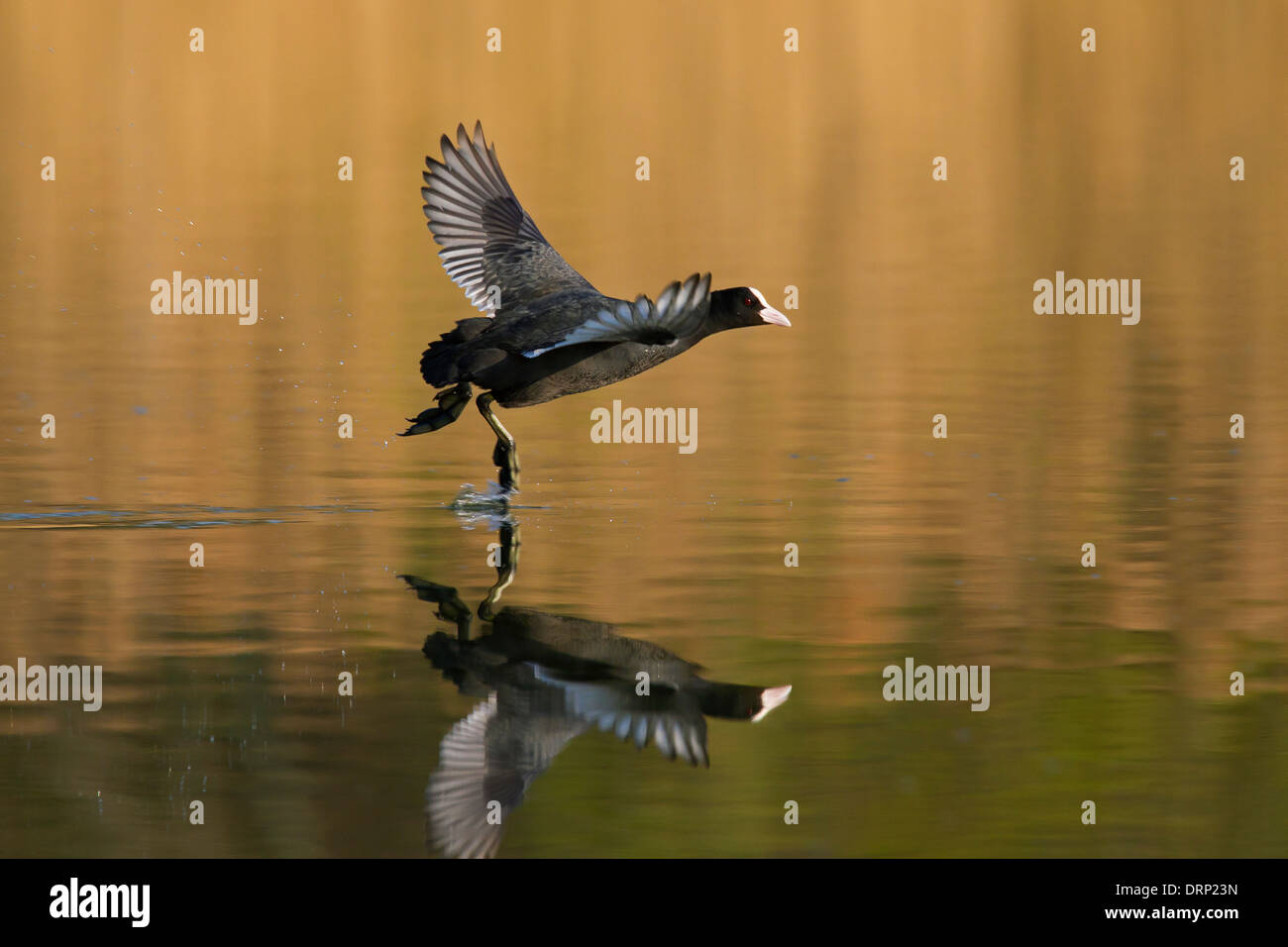 Eurasische Blässhuhn (Fulica Atra) vom Wasser des Sees Stockfoto