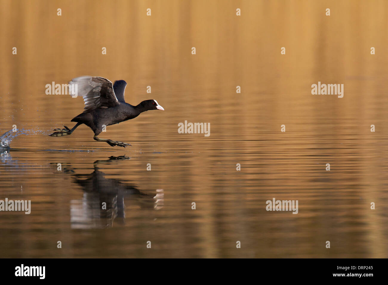 Eurasische Blässhuhn (Fulica Atra) vom Wasser des Sees Stockfoto