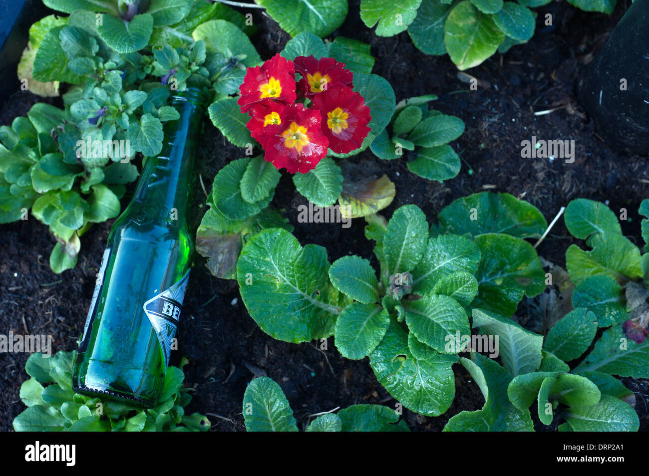 Blumenbeet mit rote Blume und eine ausrangierte Bierflasche geworfen drin. Stockfoto