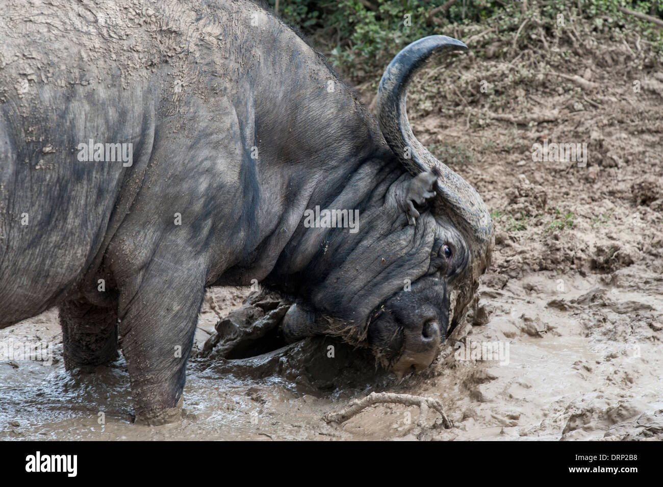 Kaffernbüffel (Synecerus Caffer) reibt seinen Kopf in eine Schlamm-Pool, Addo Elephant National Park, Eastern Cape, Südafrika Stockfoto