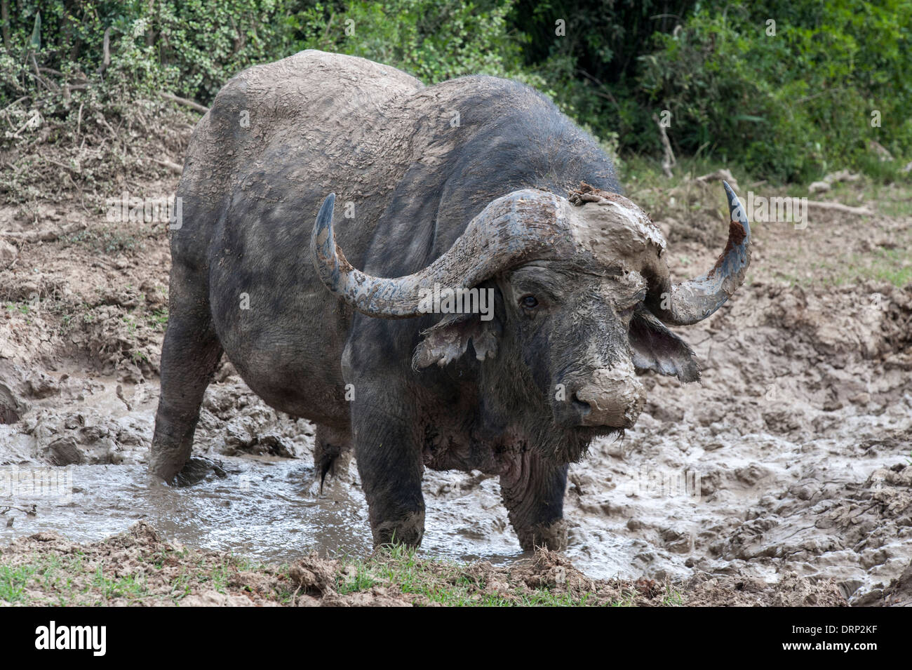 Kaffernbüffel (Synecerus Caffer) stehen in einem Pool von Schlamm, Addo Elephant National Park, Eastern Cape, Südafrika Stockfoto