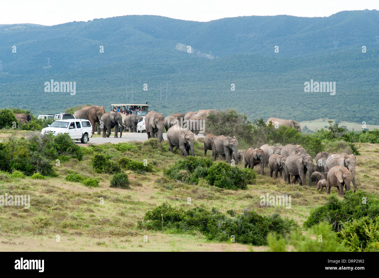 Touristen beobachten eine Herde Elefanten (Loxodonta Africana) beim Überqueren der Straße zwischen Autos, Addo Elephant Park, Südafrika Stockfoto