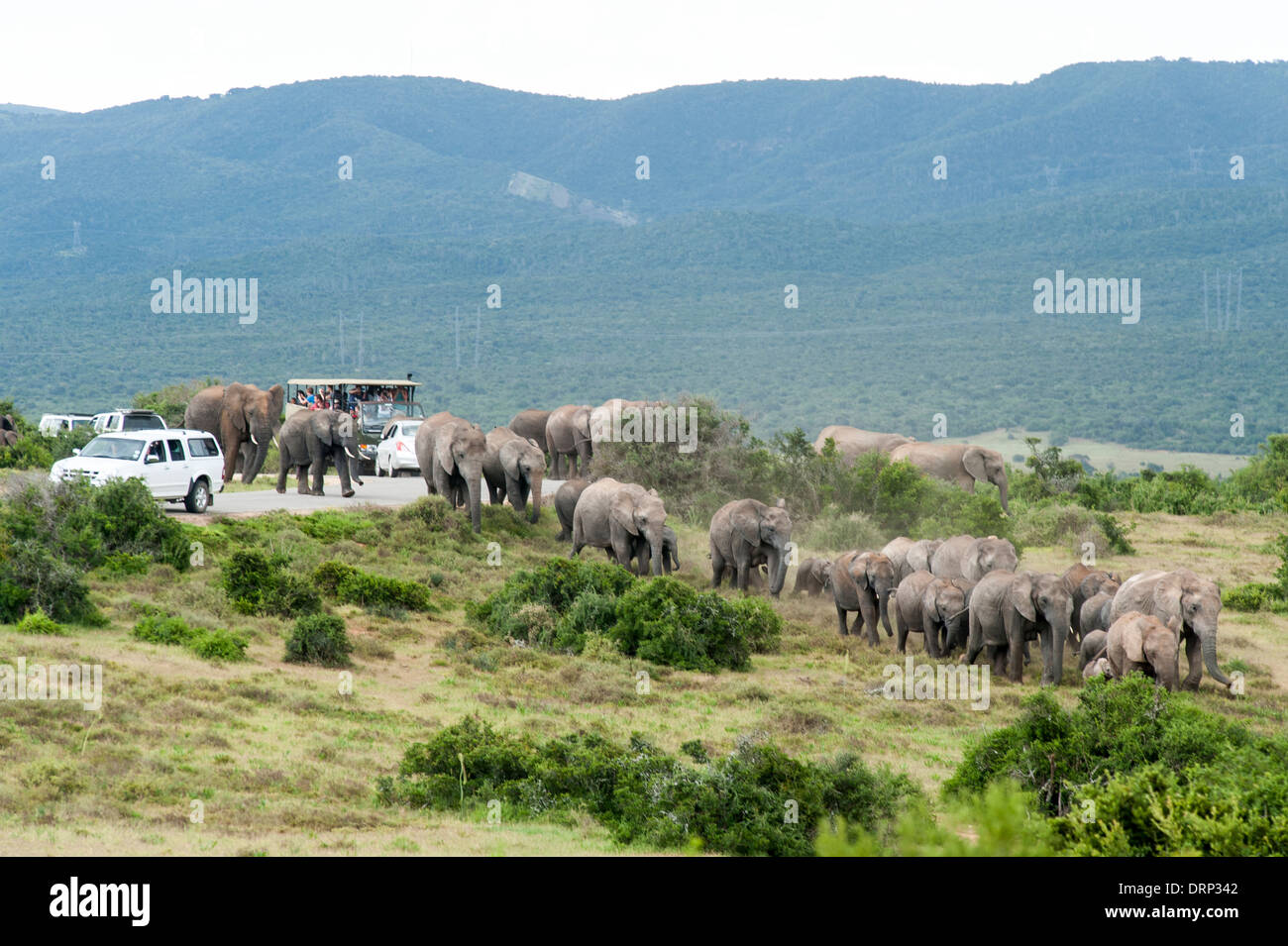 Touristen beobachten eine Herde Elefanten (Loxodonta Africana) beim Überqueren der Straße zwischen Autos, Addo Elephant National Park in Südafrika Stockfoto