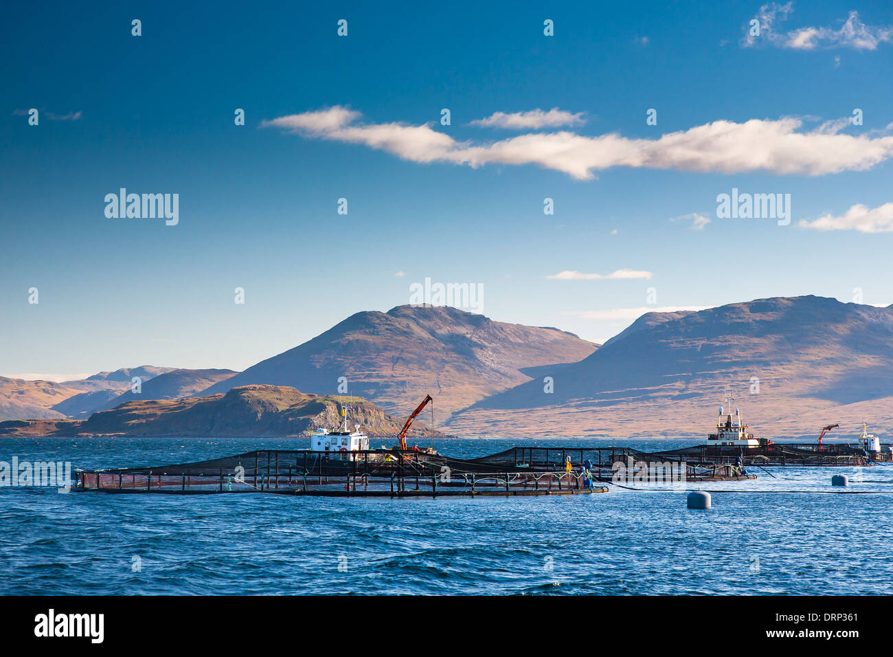 Lachs Angeln Bauernhof am Loch Na Keal, Isle of Mull, Highlands, Schottland UK 2013 Stockfoto