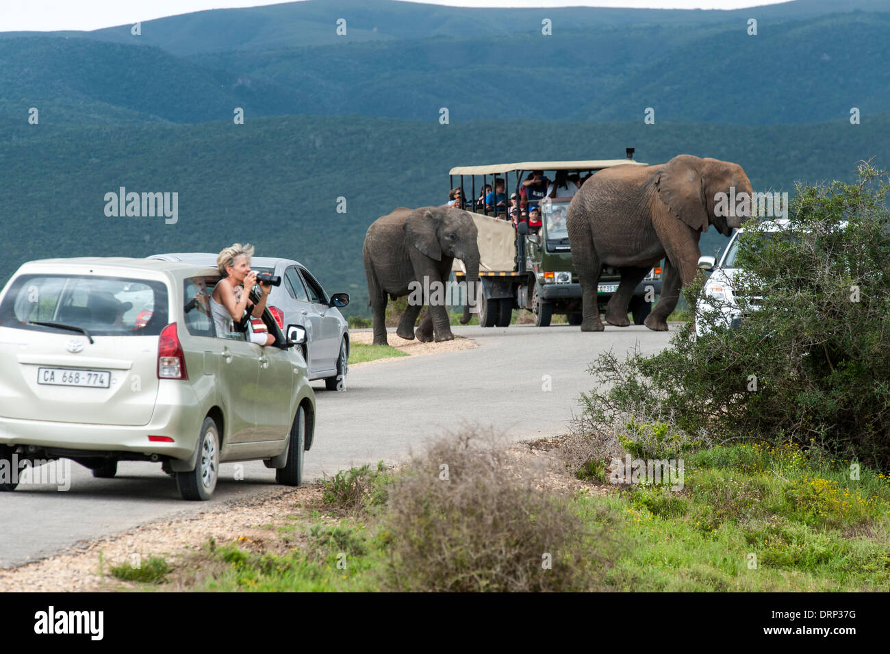 Touristen beobachten eine Herde Elefanten (Loxodonta Africana) beim Überqueren der Straße zwischen Autos, Addo Elephant National Park in Südafrika Stockfoto