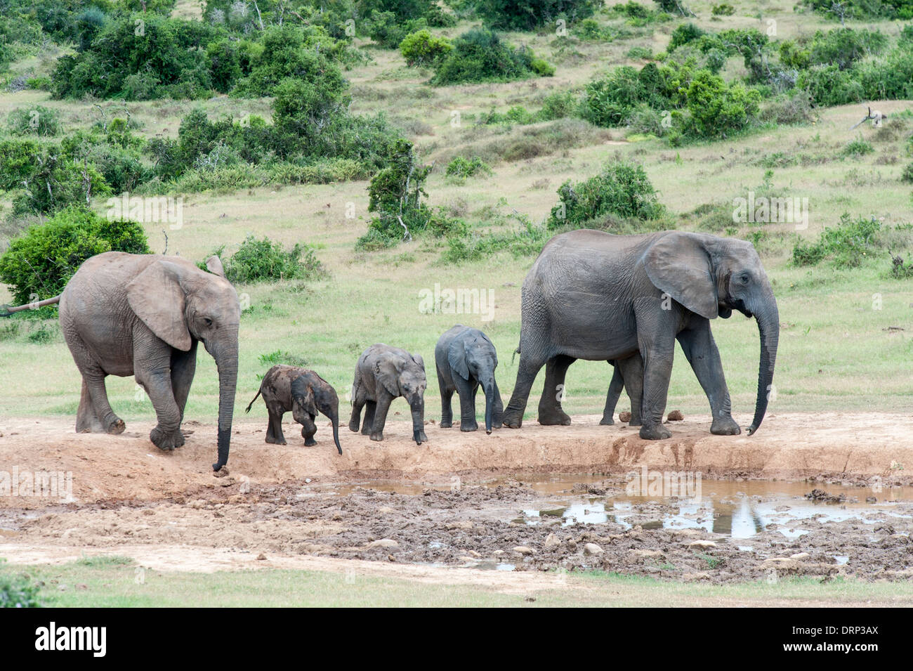 Zwei Elefanten mit drei Kälber an einer Wasserstelle, Addo Elephant Park, Südafrika Stockfoto