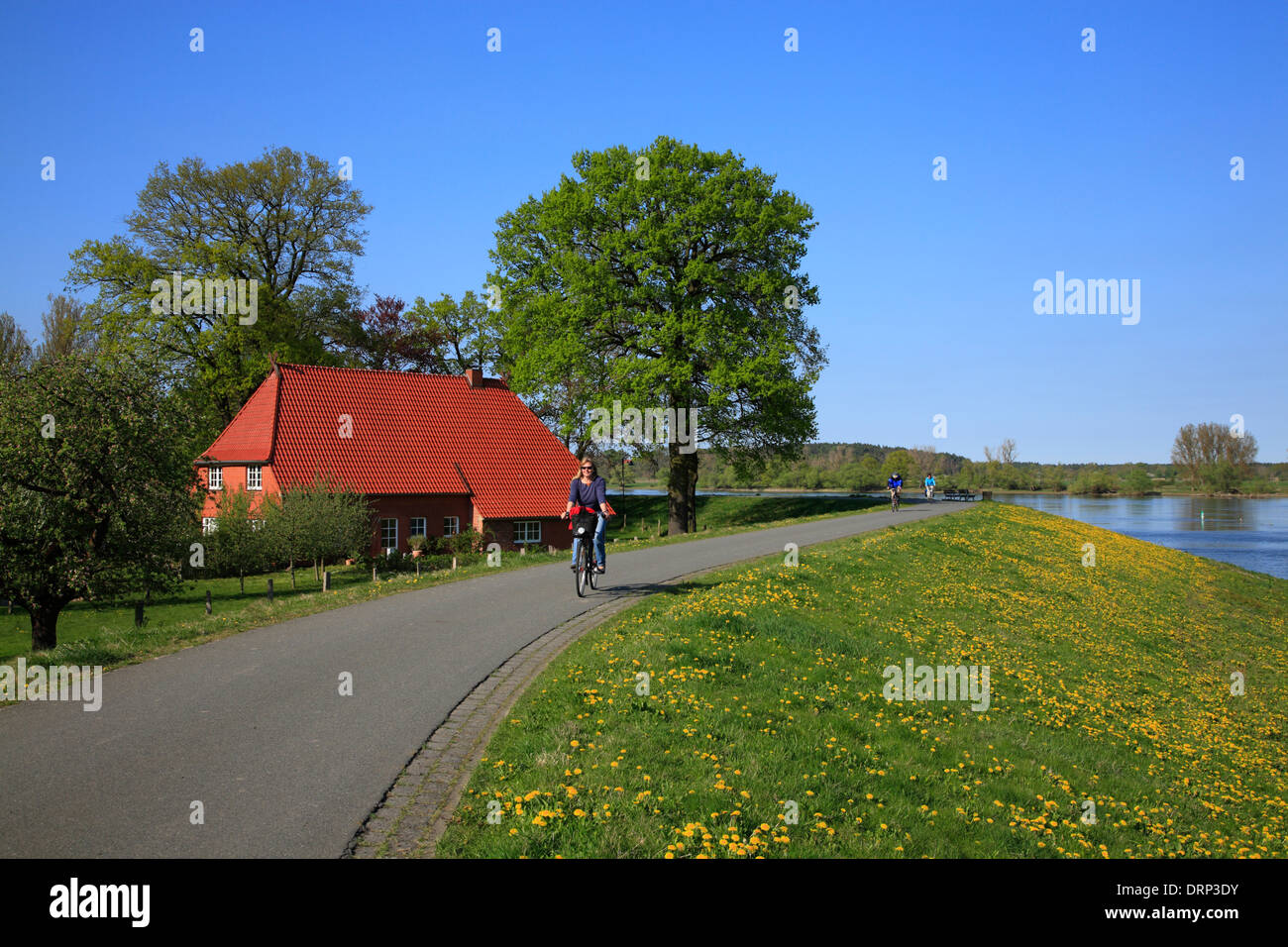 Radfahrer Elbe Fluss unterwegs in Damnatz, Niedersachsen, Deutschland, Europa Stockfoto
