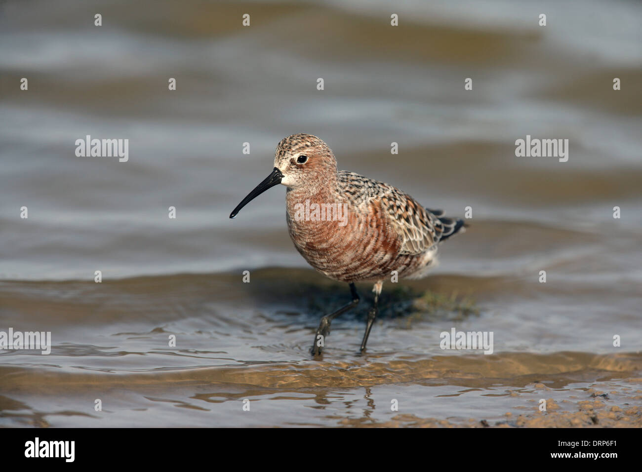 Sichelstrandläufer Calidris Ferruginea, Stockfoto