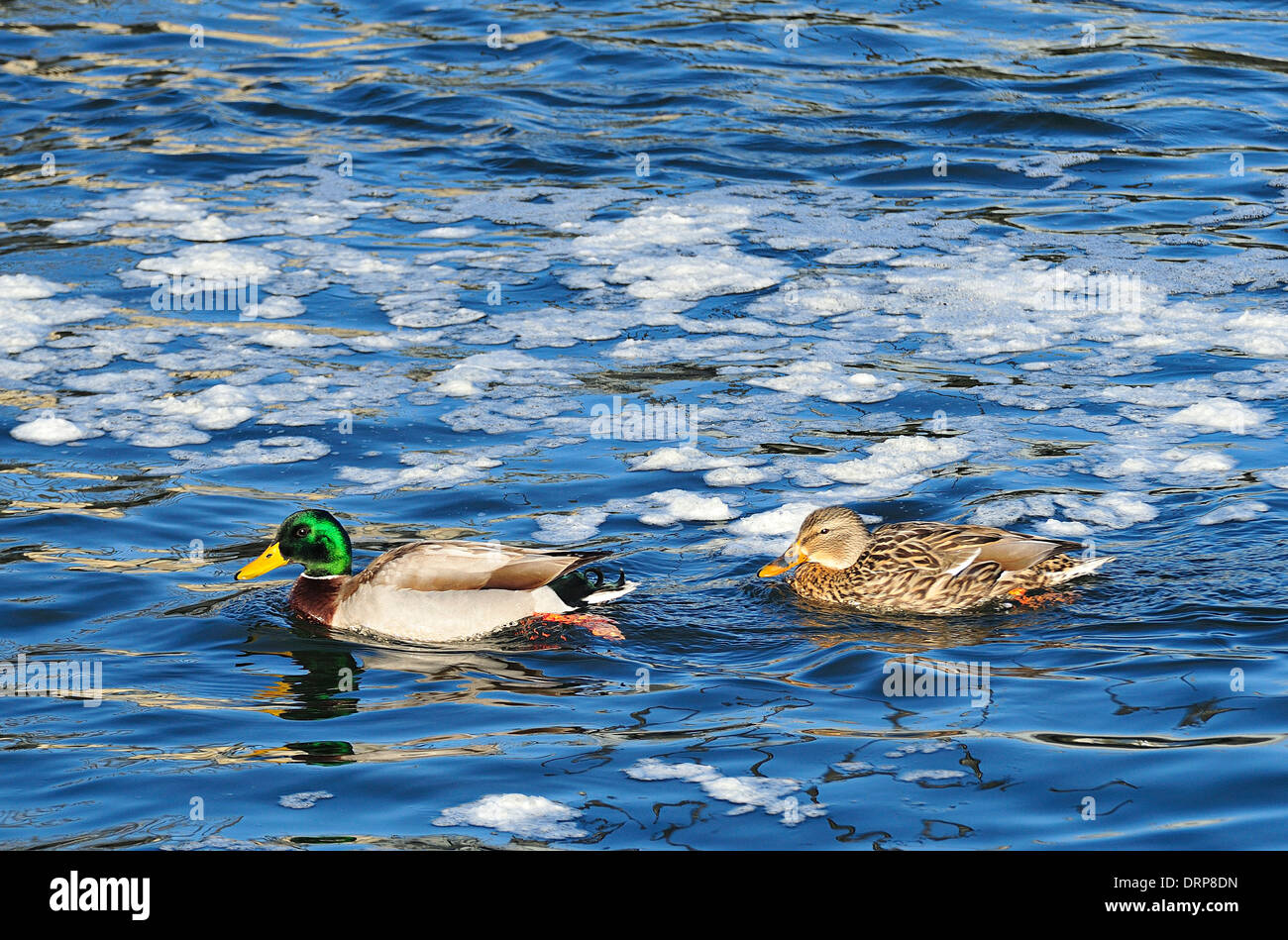 Männliche und weibliche Stockente Enten schwimmen um Eis schwimmt auf dem Fluss. Anas platyrhynchos Stockfoto