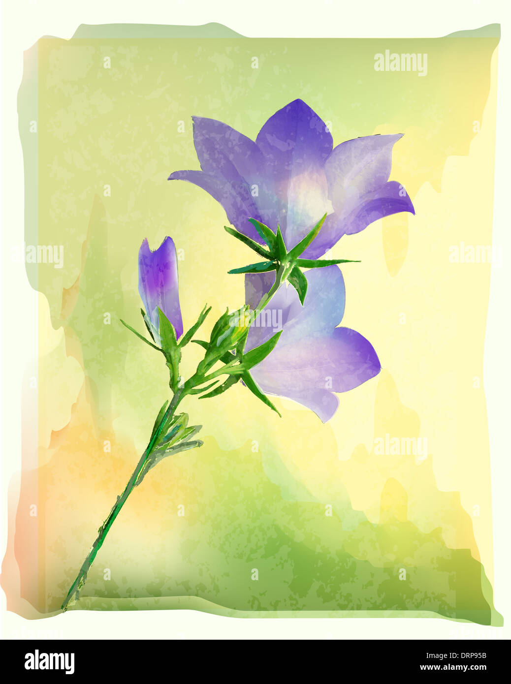 Bluebell Blumen Stockfoto