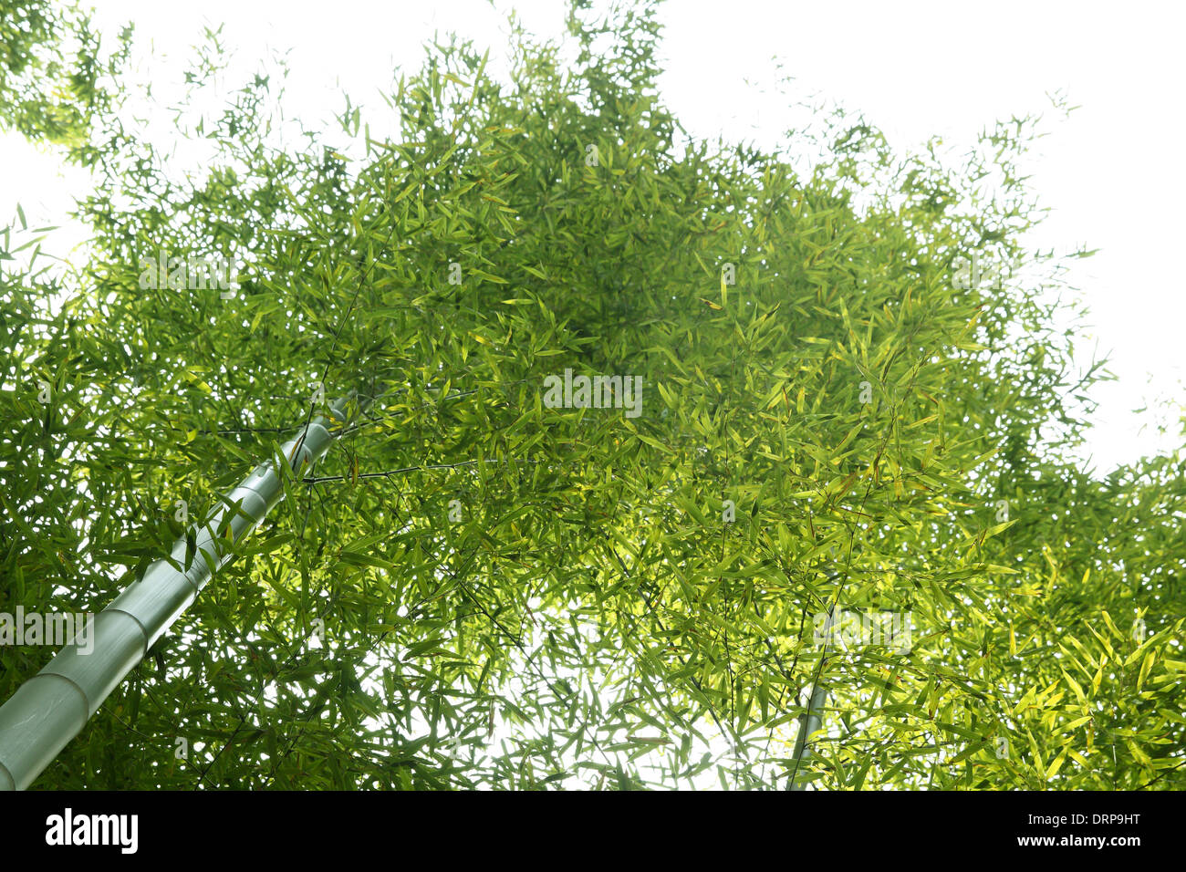 Bambus-Wald Stockfoto