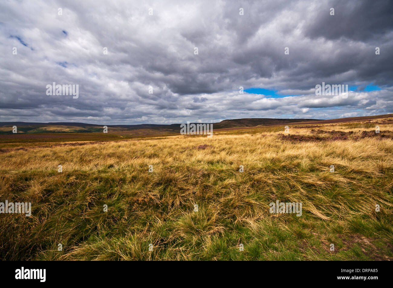 Peak District Moorlandschaft. Blick nach Norden auf den Bleaklow Bereich des Fells von Green Sitches. Stockfoto