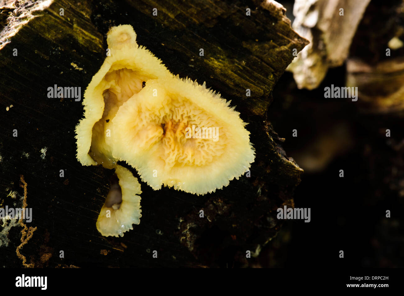 Gelee-Fäule (Phlebia Tremellosa) wächst auf zerfallenden Holz in Clumber Park, Nottinghamshire. September. Stockfoto