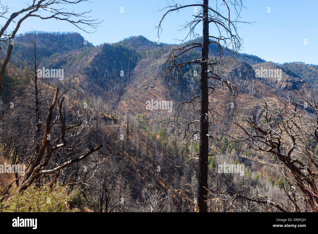 Verbrannte Kiefernwald auf Berghängen in den Chiricahua National Park, Arizona, USA Stockfoto