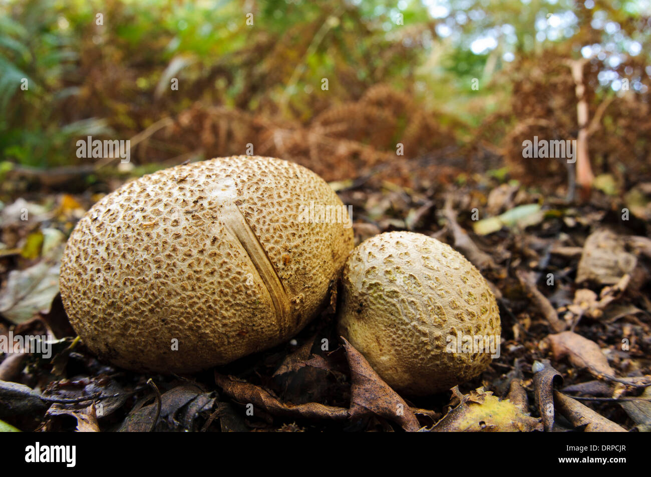 Gemeinsame Earthball (Sklerodermie Citrinum) wächst in Laubstreu in Clumber Park, Nottinghamshire. September. Stockfoto