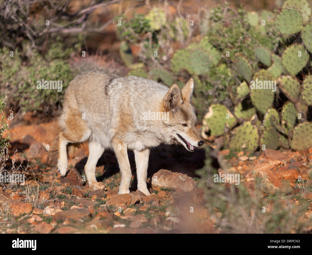 Der Kojote (uns Canis Latrans), auch bekannt als der amerikanische Schakal, Pinsel Wolf oder Präriewolf, ist eine Art von Hund. Stockfoto