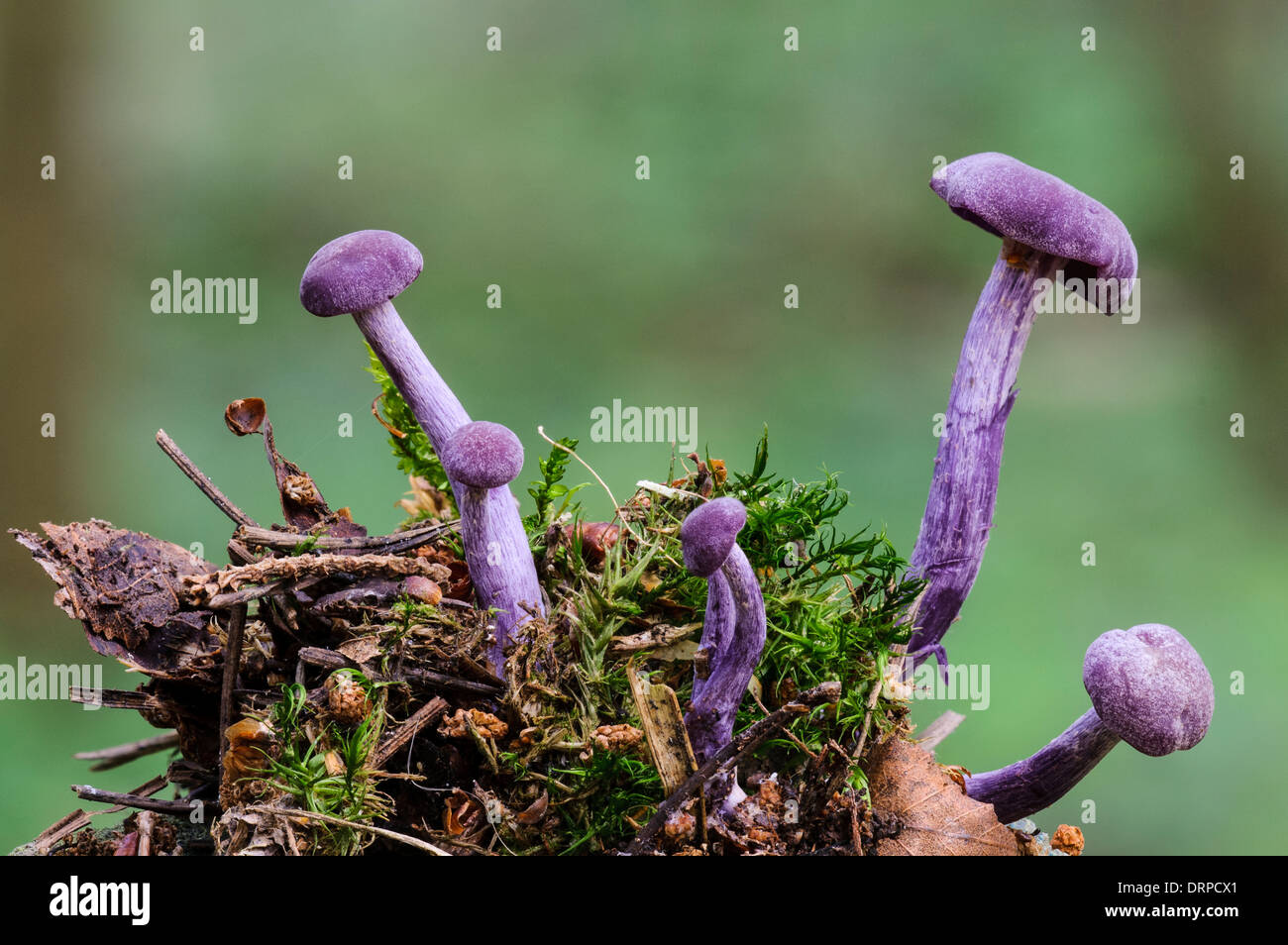Amethyst Betrüger (Lacktrichterling Amethystina) wächst aus Moos bedeckt Büschel von Wald Trümmer in Clumber Park, Nottinghamshire. Stockfoto