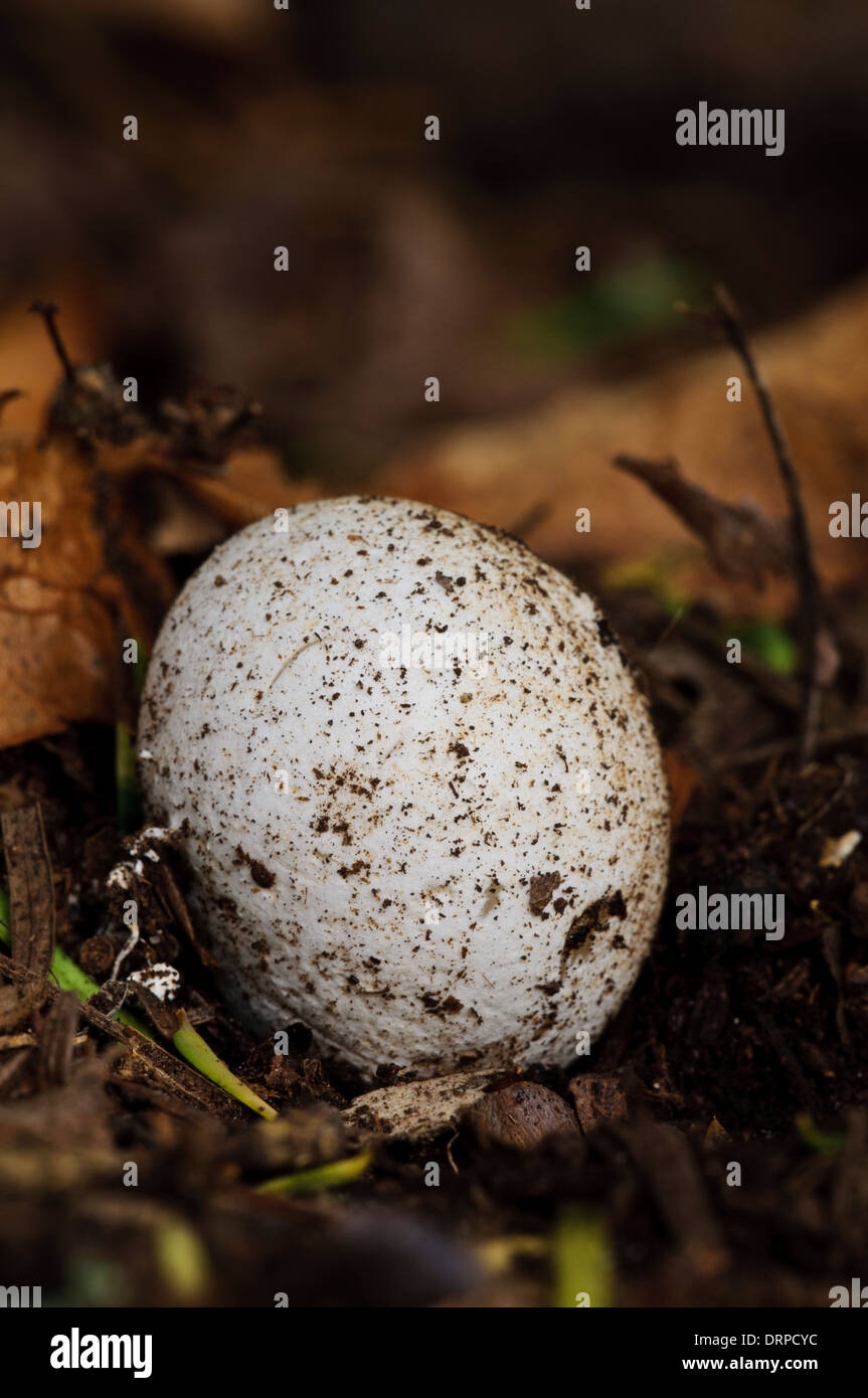 Das "Ei" von einem Stinkmorchel (Phallus Impudicus) Pilz, schob seinen Weg durch das Blatt Schimmel in Clumber Park, Nottinghamshire. Stockfoto