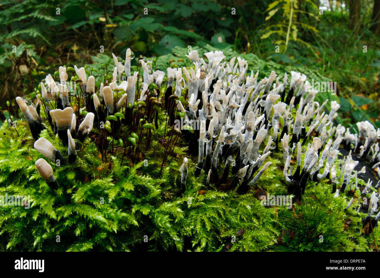 Candlesnuff Pilz (Xylaria Hypoxylon), moosbedeckten Gruppe der Fruchtkörper wachsen auf verrottendem Holz bei Potteric Carr Stockfoto
