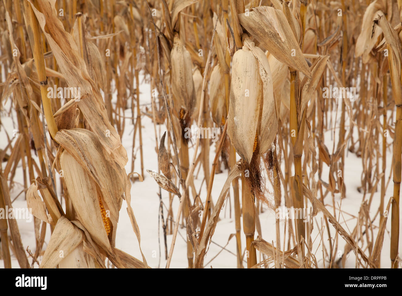 Ein Bereich der Mais steht noch im Winterschnee in den Berkshires in Massachusetts. Stockfoto