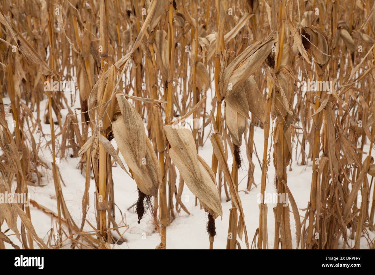 Ein Bereich der Mais steht noch im Winterschnee in den Berkshires in Massachusetts. Stockfoto