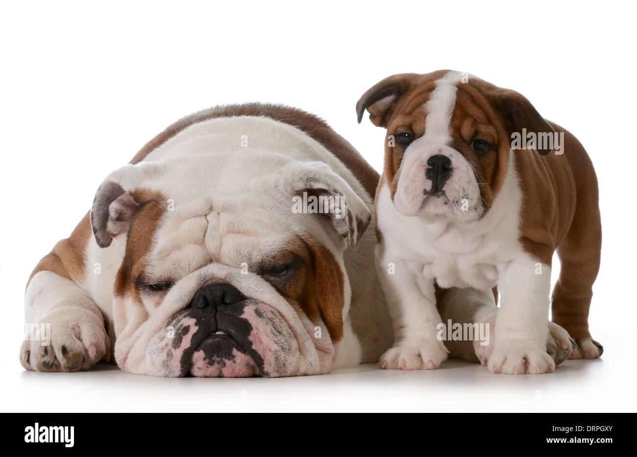 Bulldog-Familie - Großvater und Enkel isoliert auf weißem Hintergrund - Welpe 10 Wochen alt Stockfoto