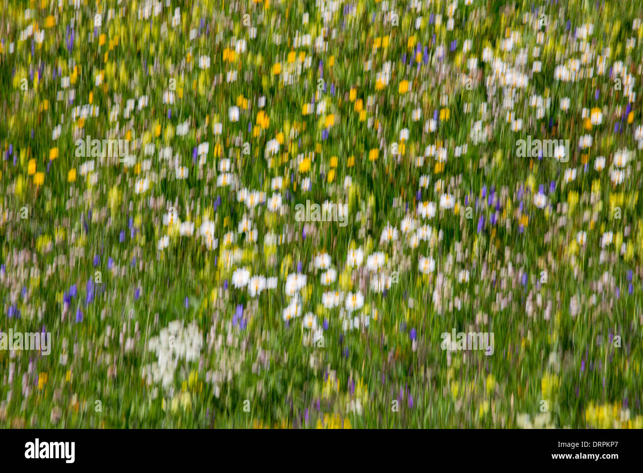 Unschärfe-Effekt Alpine Wildblumenwiese in den Schweizer Alpen unterhalb des Matterhorns in der Nähe von Zermatt, Schweiz Stockfoto