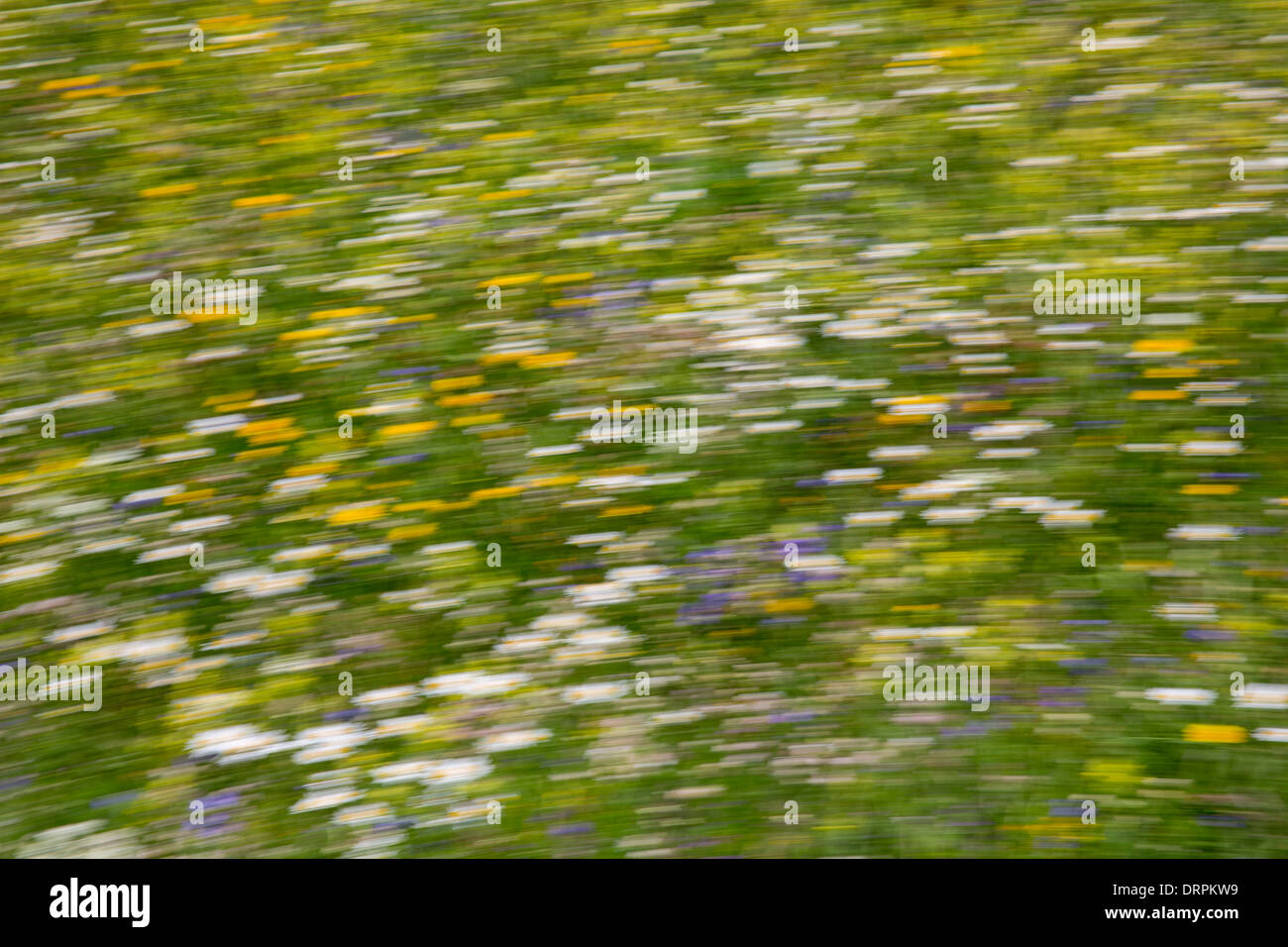 Unschärfe-Effekt Alpine Wildblumenwiese in den Schweizer Alpen unterhalb des Matterhorns in der Nähe von Zermatt, Schweiz Stockfoto