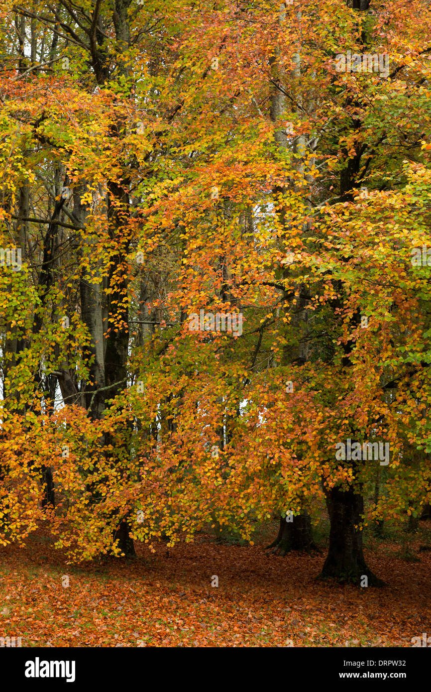 Herbst Buche in Hazelwood Forest, County Sligo, Irland. Stockfoto