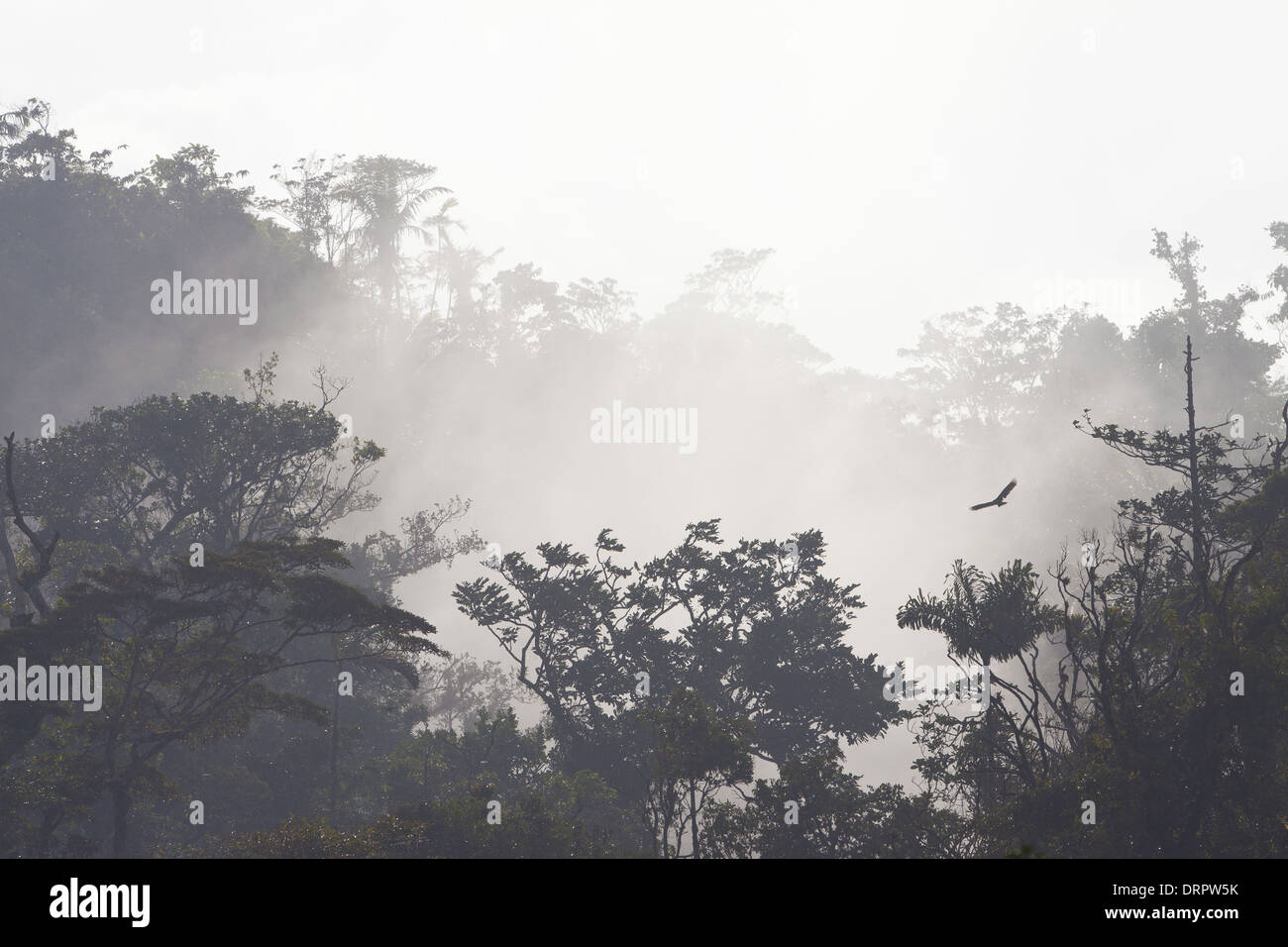 Ein Truthahngeier steigt rasant über die premontane feuchten tropischen Regenwald in Burbayar Naturschutzgebiet, Panama Provinz, Republik Panama. Stockfoto