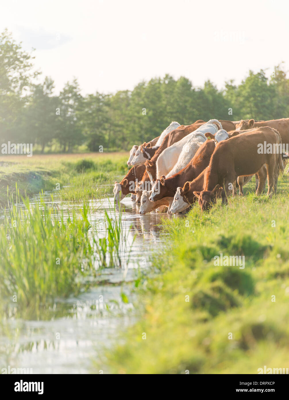 Herde der Kühe auf der Weide Wasser aus einem Fluss, Schweden Stockfoto