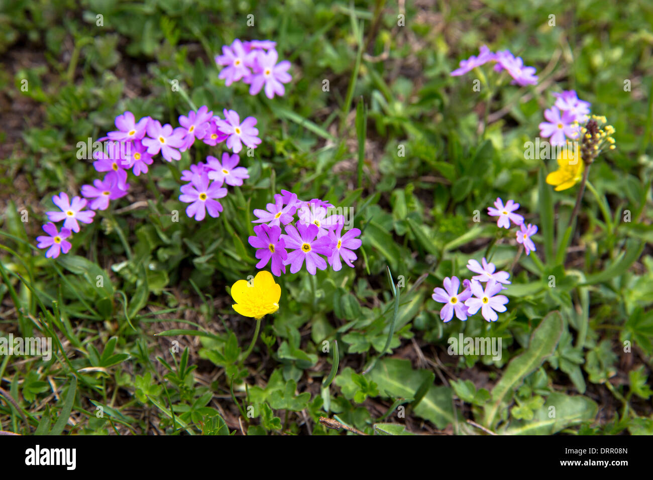 Alpinen Wildblumen unter den Schweizer Alpen, Schweiz Stockfoto