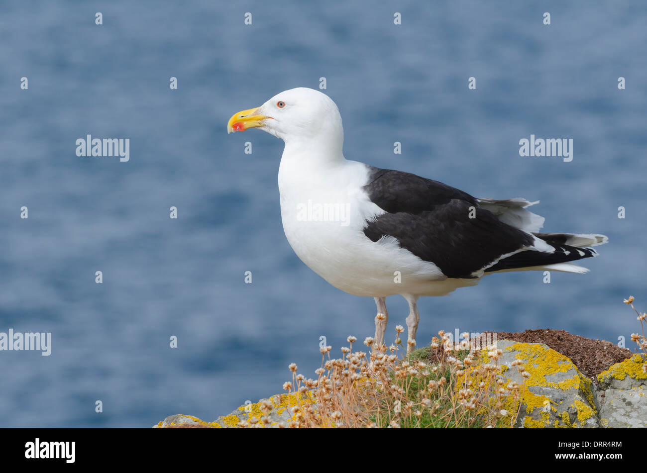 Eine große schwarz-Rückseite Möwe auf Lunga, Treshnish Isles, Inneren Hebriden, Schottland. Stockfoto