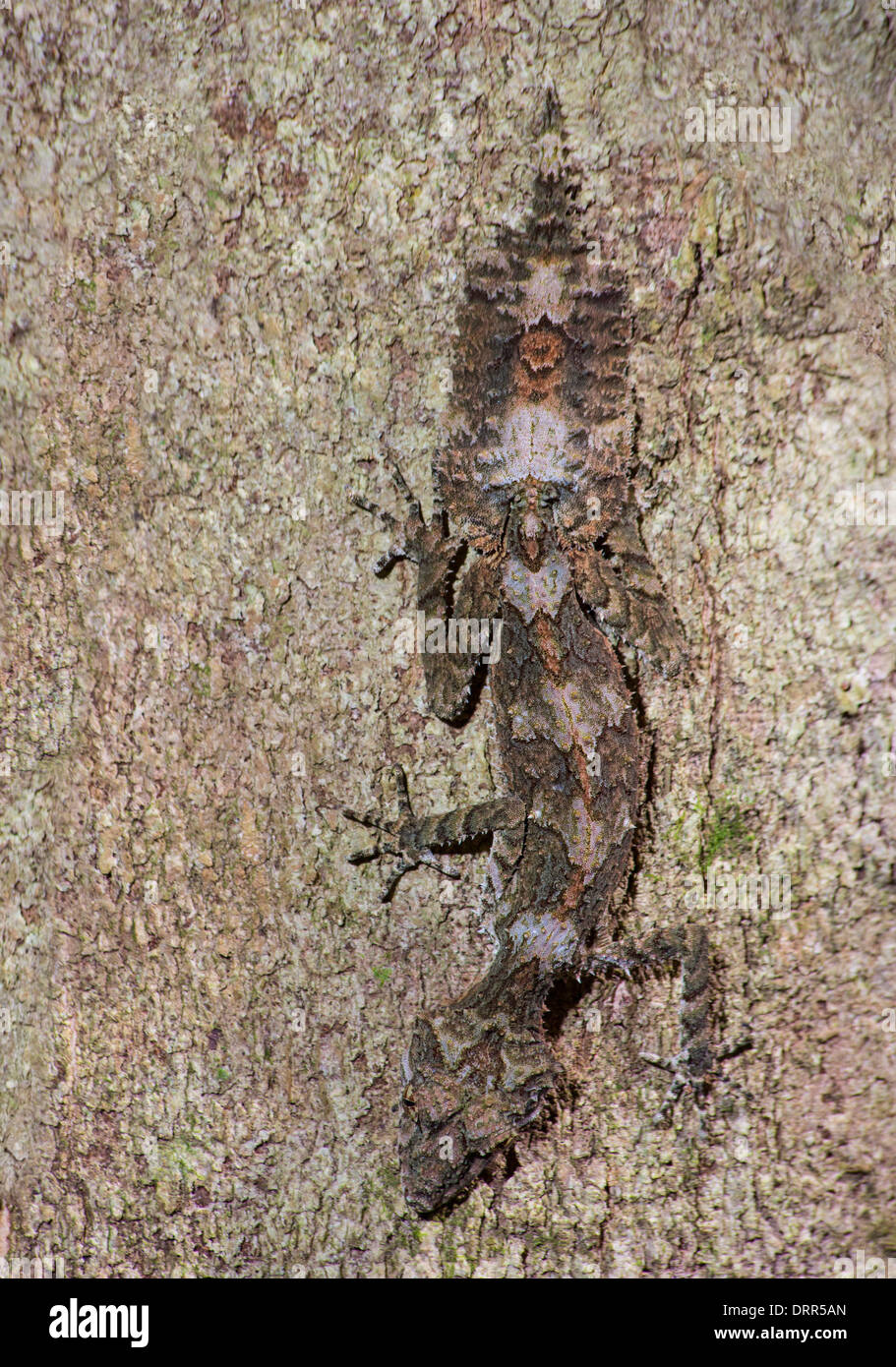 Nördlichen Blatt Tailed Gecko (Phyllurus Cornutus) am Stamm eines Baumes, Dinden Nationalpark, Queensland, Australien Stockfoto
