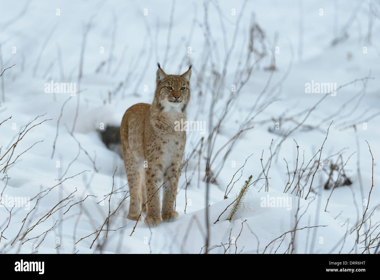 Eurasischer Luchs, Lynx Lynx, eurasische Luchse Stockfoto