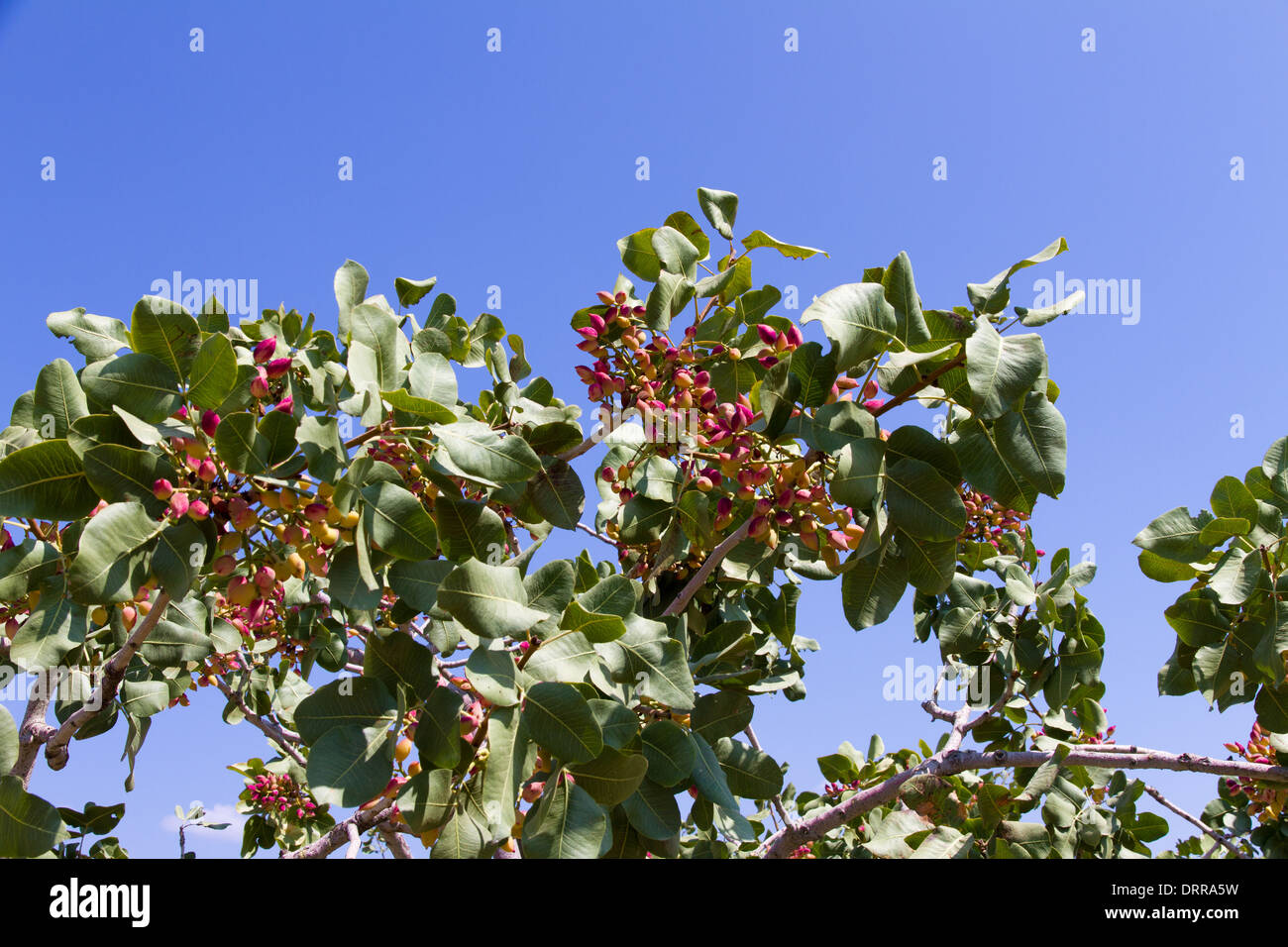 Die Welt-berühmten Aegina Insel Pistazie Bäume Stockfoto