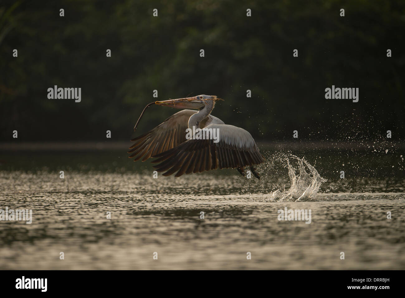 Spot-billed Pelikan Abführung nisten Material aus Cauvery Fluss, Ranganathittu-Vogelschutzgebiet, Indien Stockfoto