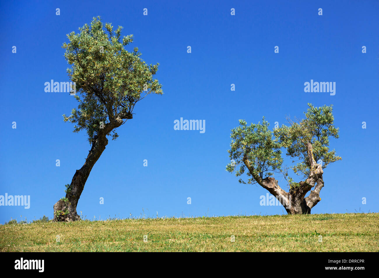 zwei Bäume blauen Himmel Stockfoto