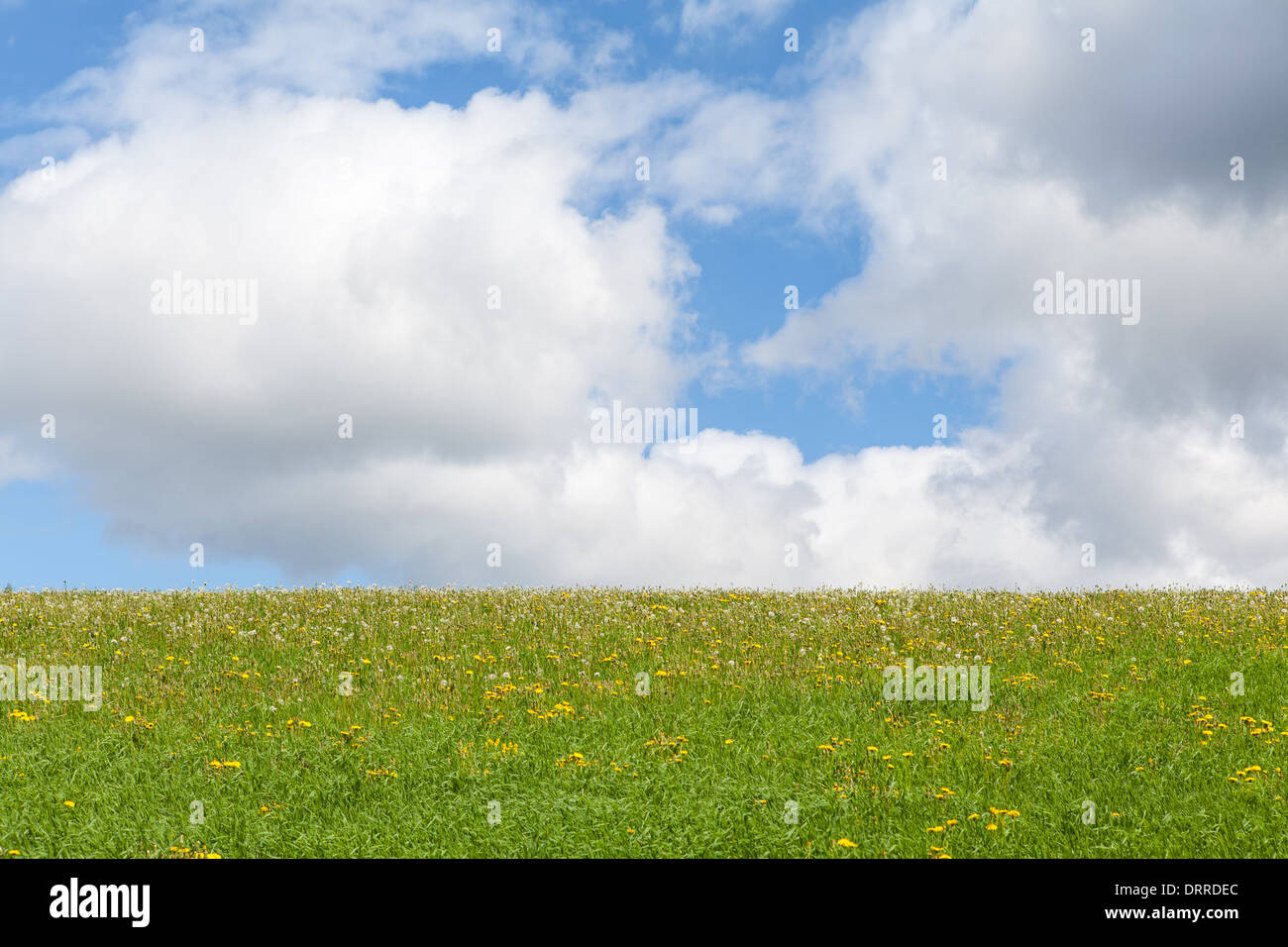 Sommerwiese und Löwenzahn Blumen Stockfoto