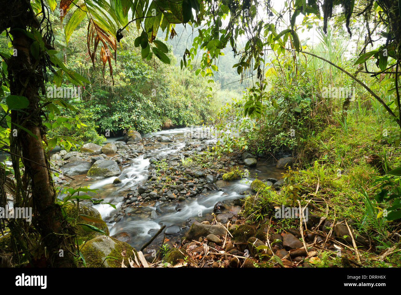 Rio Mindo, westliche Ecuador, Fluss, der durch Nebelwald auf 1.400 m Seehöhe. Stockfoto