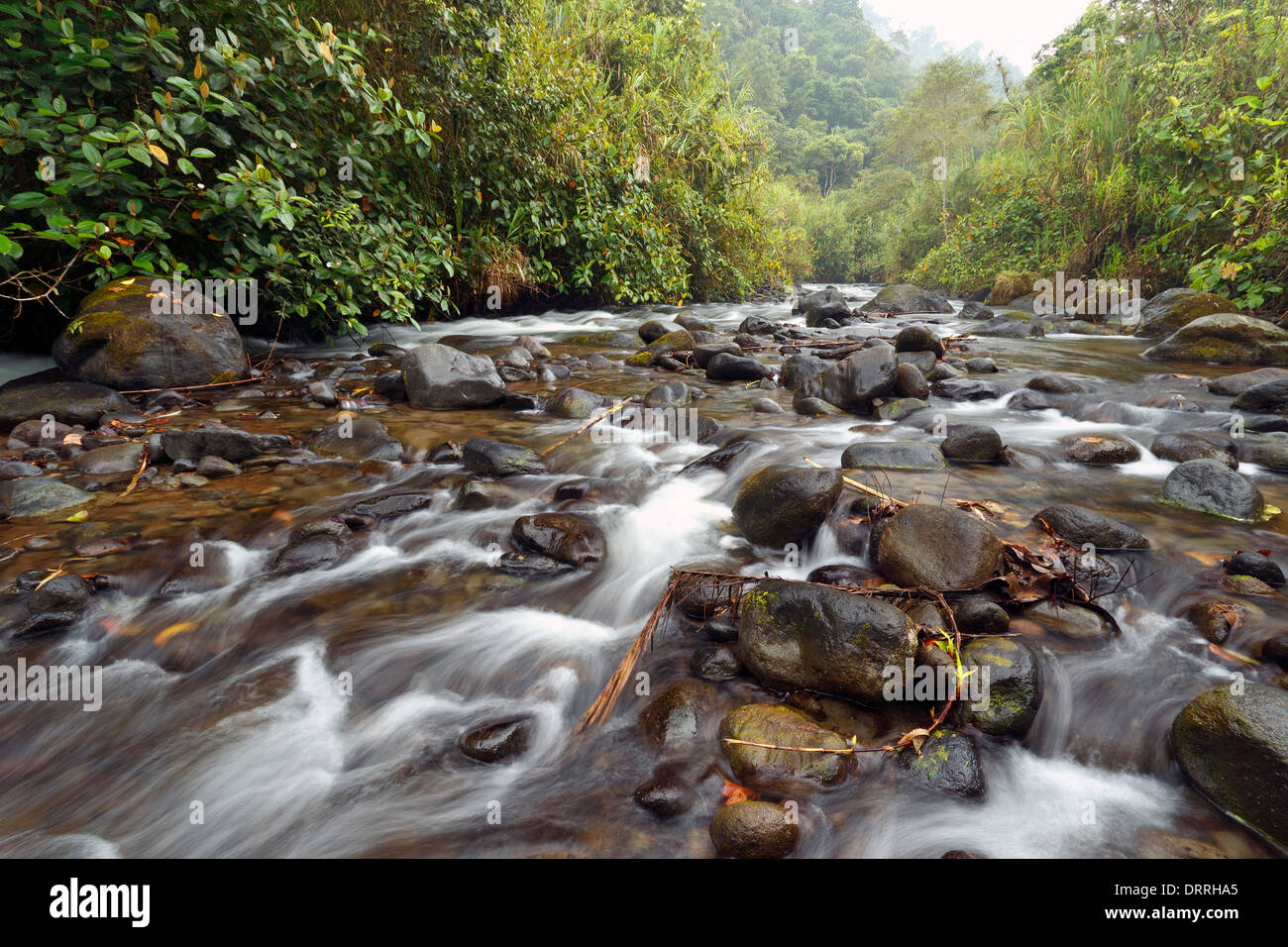 Rio Mindo, westliche Ecuador, Fluss, der durch Nebelwald auf 1.400 m Seehöhe. Stockfoto