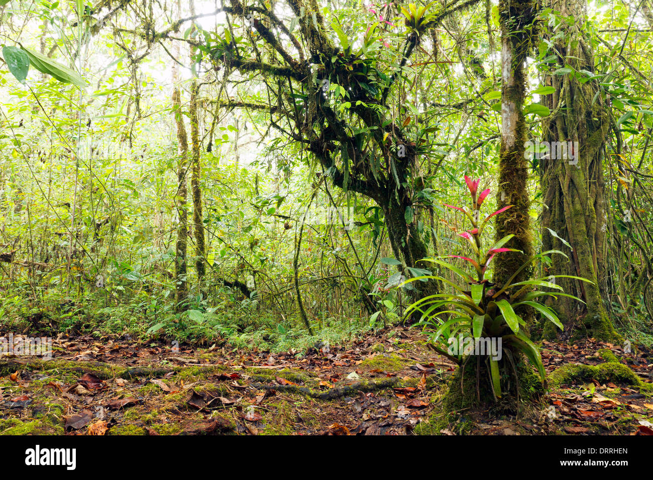 Flowering Rainforest Tree Amazon Rainforest Stockfotos und -bilder Kaufen -  Alamy